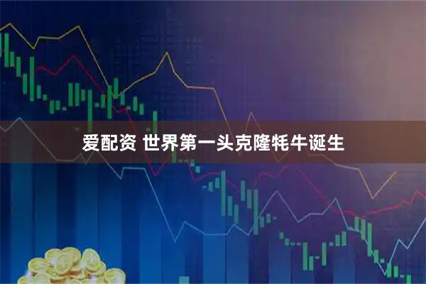 爱配资 世界第一头克隆牦牛诞生